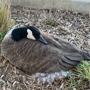 Meet your Posher, Sophie